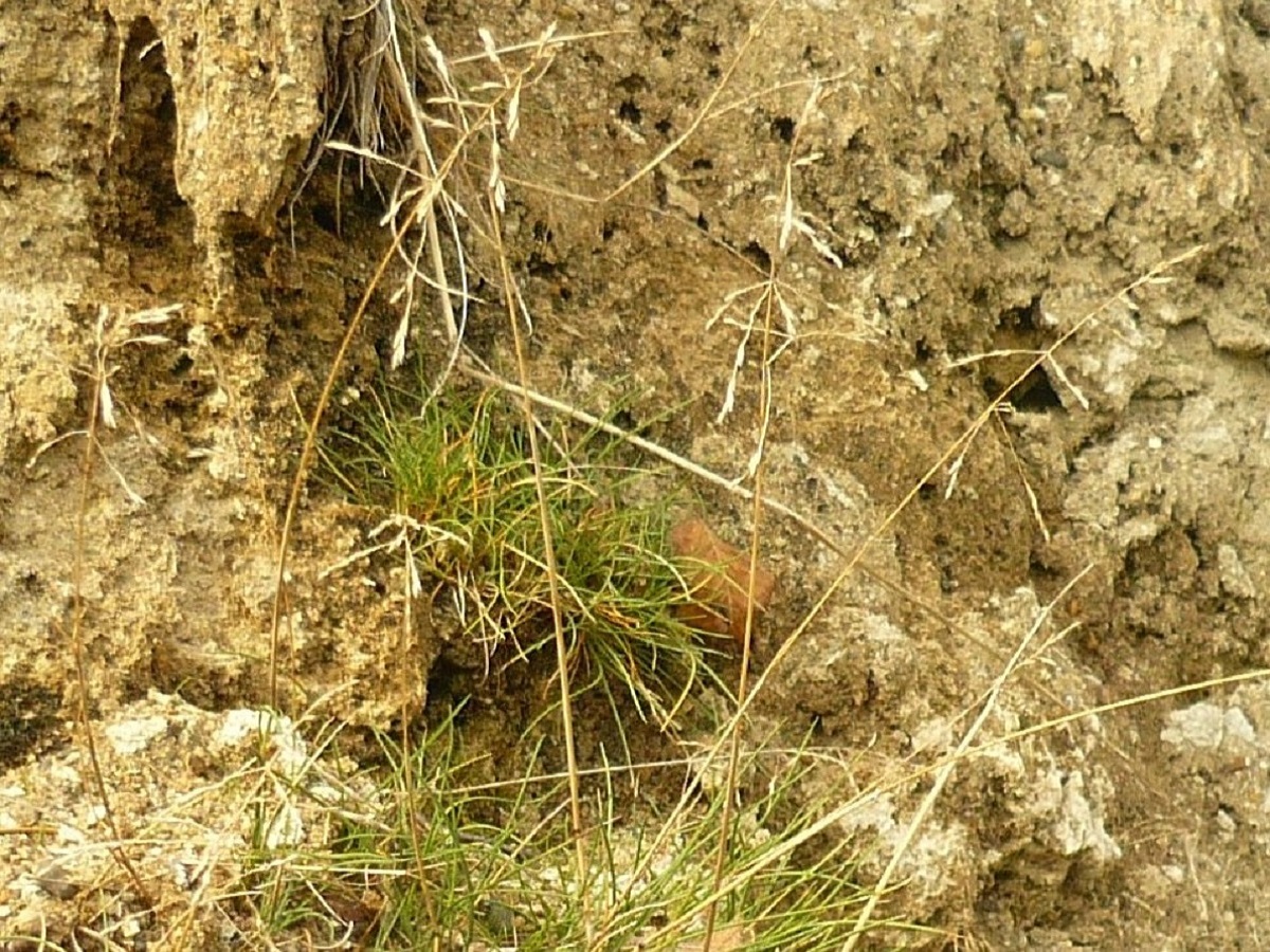 Puccinellia distans subsp. fontana (Poaceae)